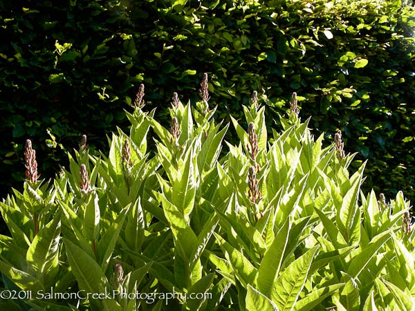 Lobelia tupa