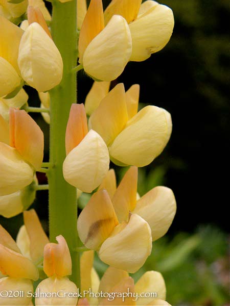 Lupinus Chandelier