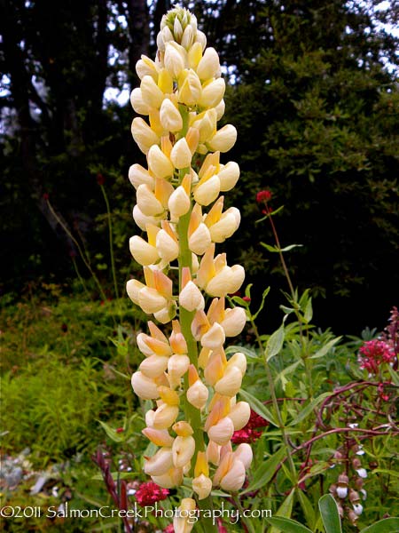 Lupinus Chandelier