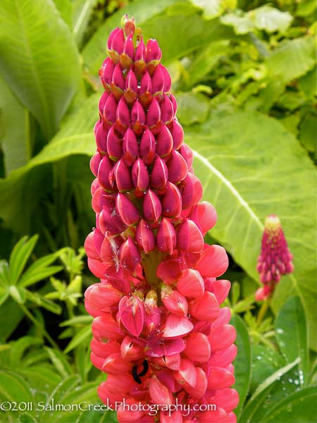 Lupinus The Pages