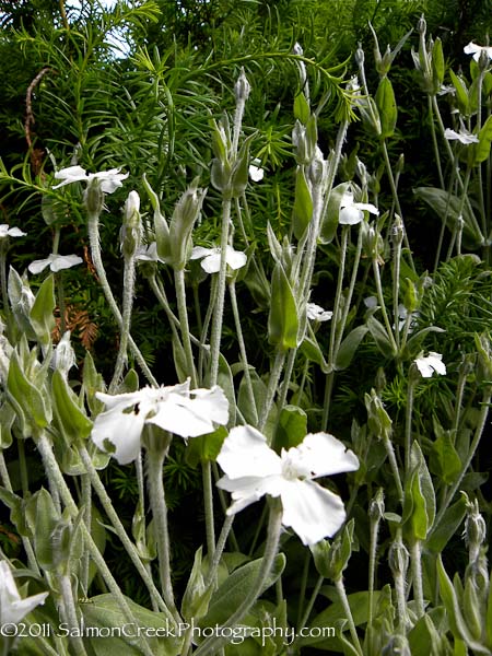 Lychnis coronaria ‘Alba’