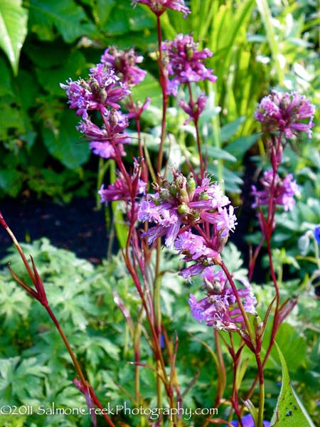 <em>Lychnis viscaria</em>  ‘Feuer’