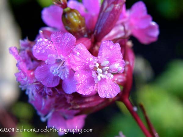 Lychnis viscaria ‘Feuer’