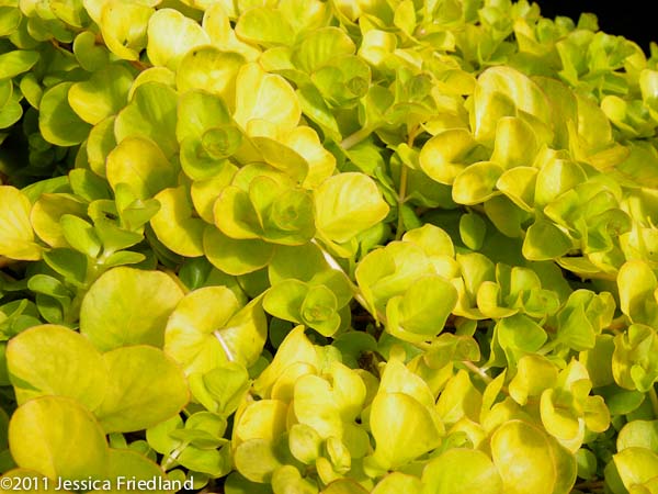 Lysimachia nummularia Aurea