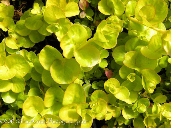 Lysimachia nummularia Aurea