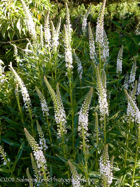 Lysimachia ephemerum