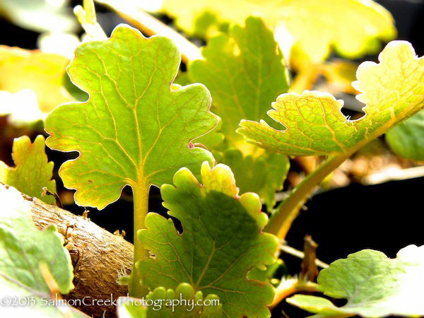 Macleaya microcarpa ‘Kelway’s Coral Plume’