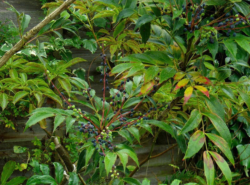 Mahonia gracilipes