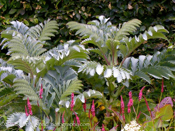 Melianthus major