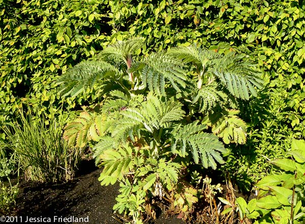 Melianthus major