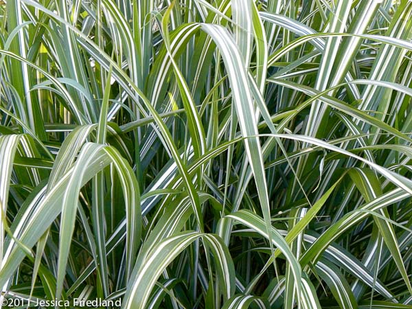 Miscanthus sinensis var. condensatus Cosmopolitan