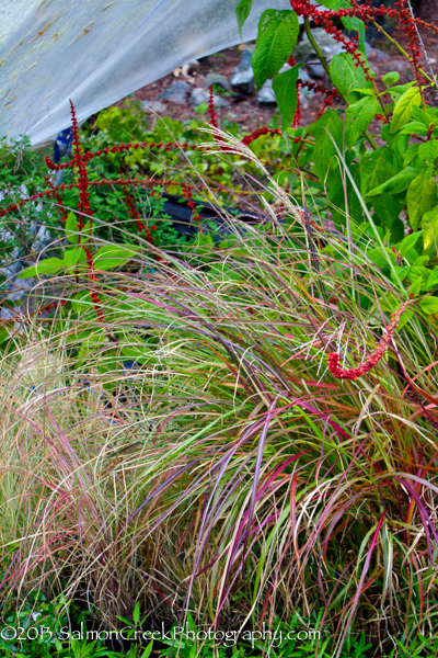 Miscanthus sinensis ‘Kleine Fontaine’