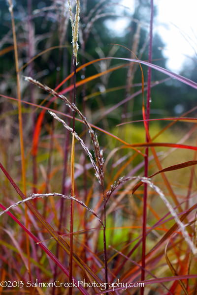 Miscanthus sinensis ‘Positano’