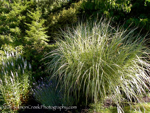 Miscanthus sinensis Rigoletto