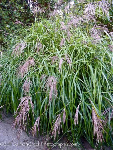 Miscanthus.php