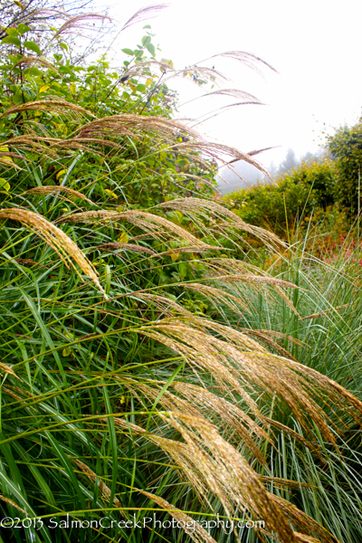 Miscanthus sinensis var. condensatus