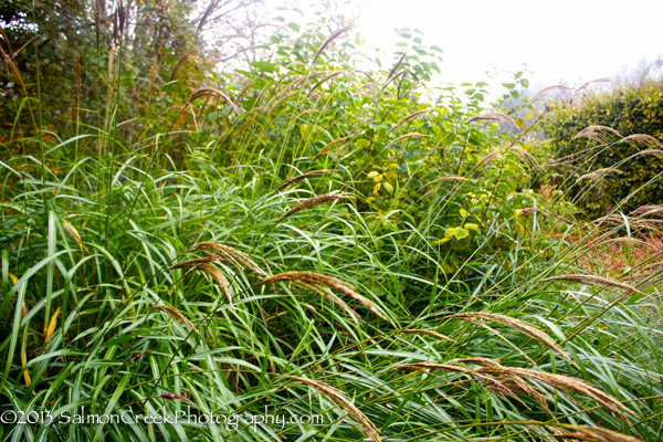 Miscanthus sinensis var. condensatus