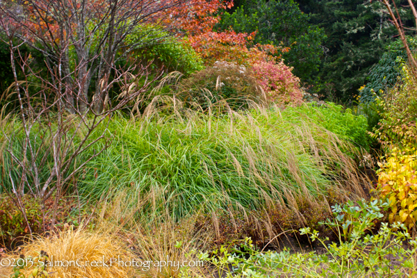 Miscanthus transmorrisonensis