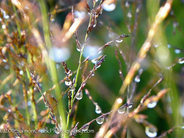 Molinia litoralis ‘Windspiel’