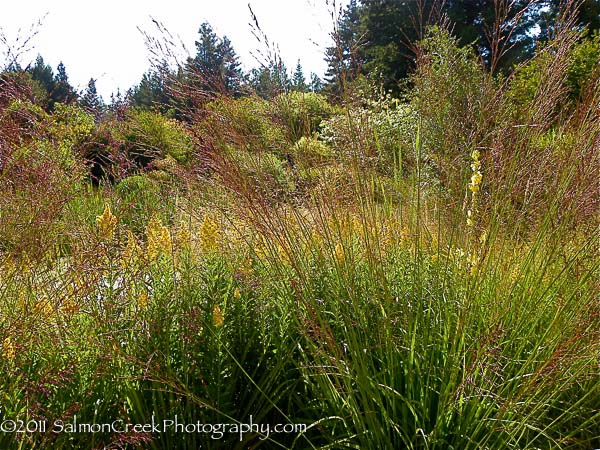 Molinia litoralis Windspiel