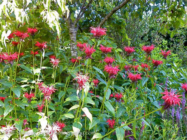 Monarda didyma Jacob Cline