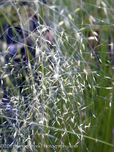 Muhlenbergia capillaris White Cloud