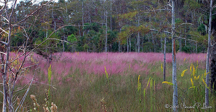 Muhlenbergia capillaris