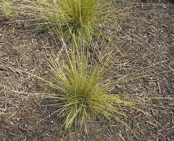 Muhlenbergia dubia