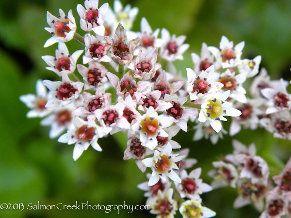 Mukdenia rossii ‘Karasuba’