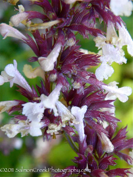 Nepeta grandiflora ‘Dawn to Dusk’