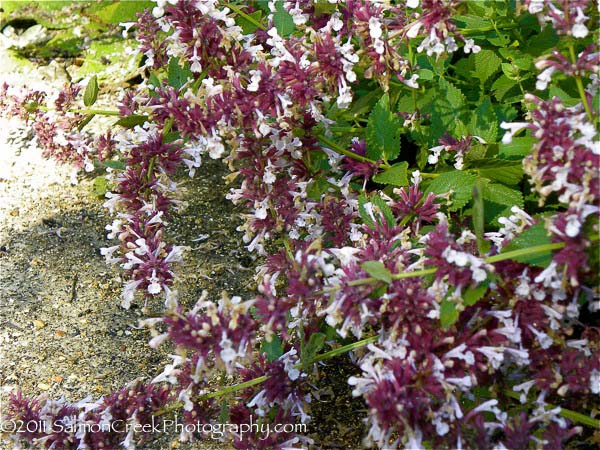 <i>Nepeta grandiflora</i> ‘Dawn to Dusk’