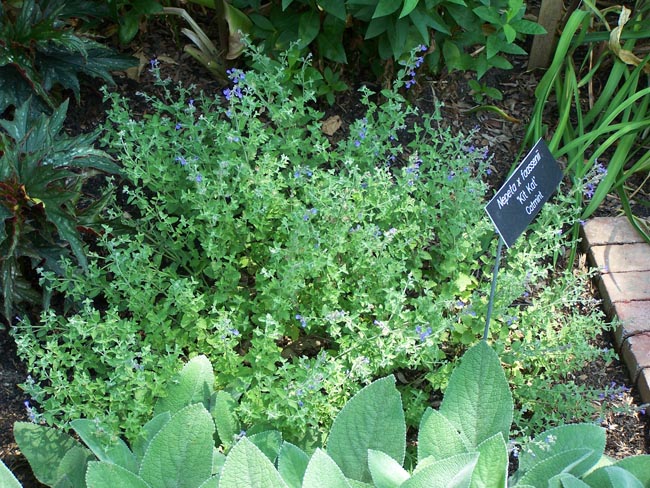 Nepeta faassenii ‘Kit Cat’