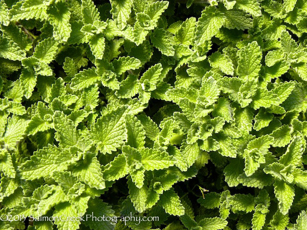 Nepeta ‘Six Hills Giant’