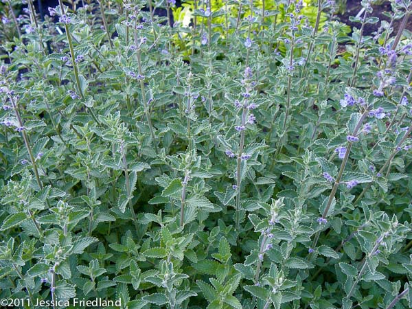 Nepeta racemosa Walkers Low