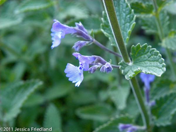 Nepeta racemosa Walkers Low