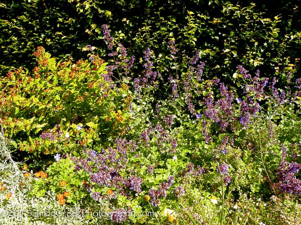 Nepeta grandiflora Wild Cat