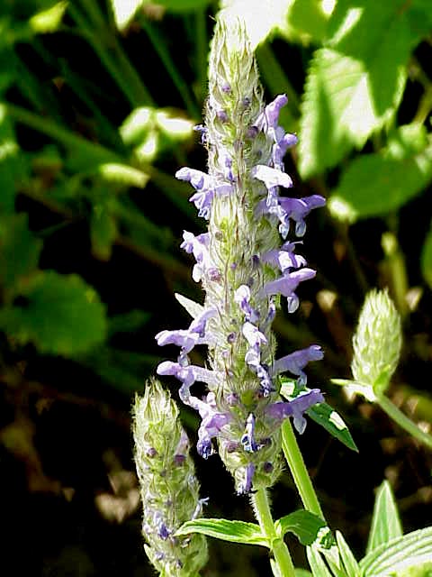 Nepeta nervosa