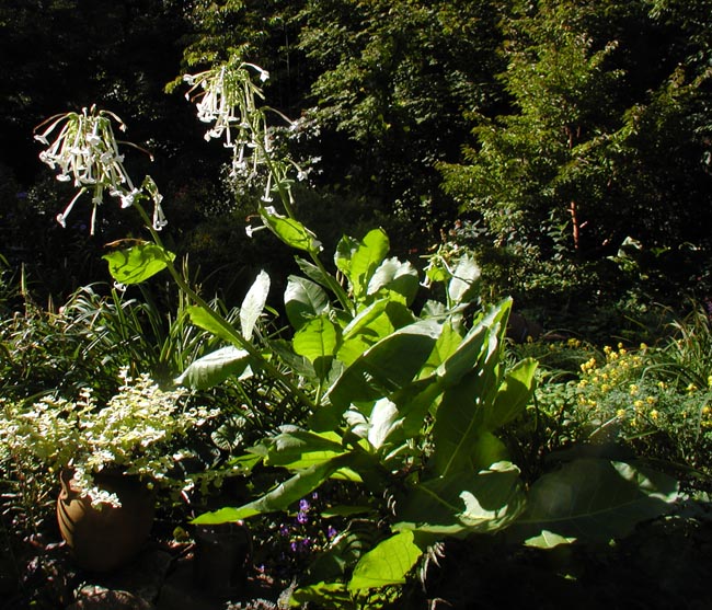 Nicotiana sylvestris