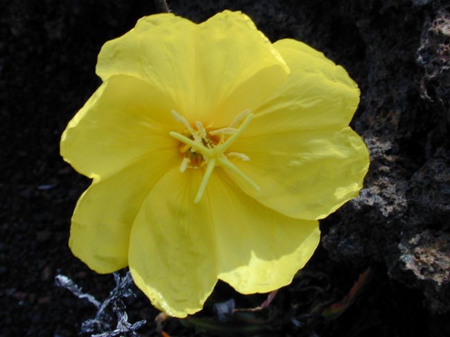 Oenothera stricta