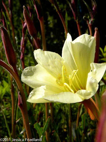 Oenothera stricta