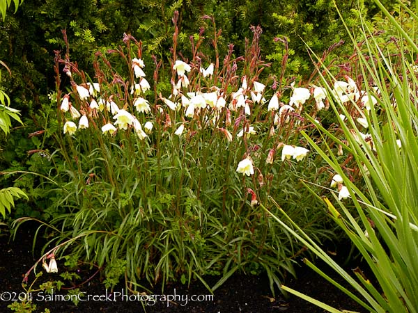 Oenothera stricta