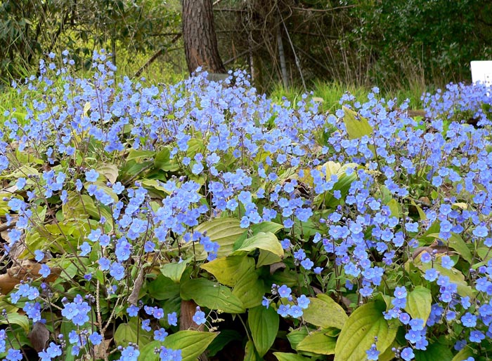 Omphalodes cappadocica Joy Skies