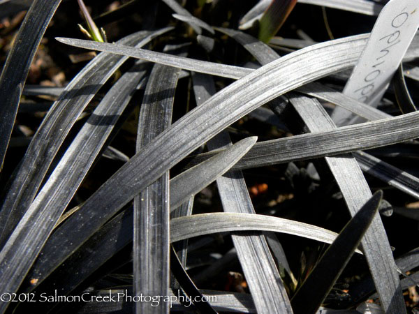 Ophiopogon planiscapus Nigrescens