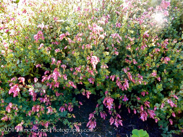 Origanum ‘Bristol Cross’