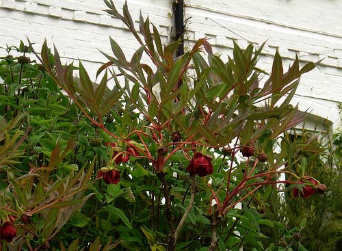 Paeonia delavayi