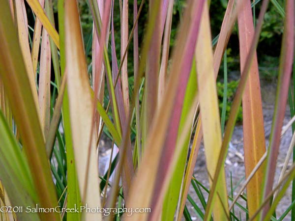 Panicum virgatum Warrior