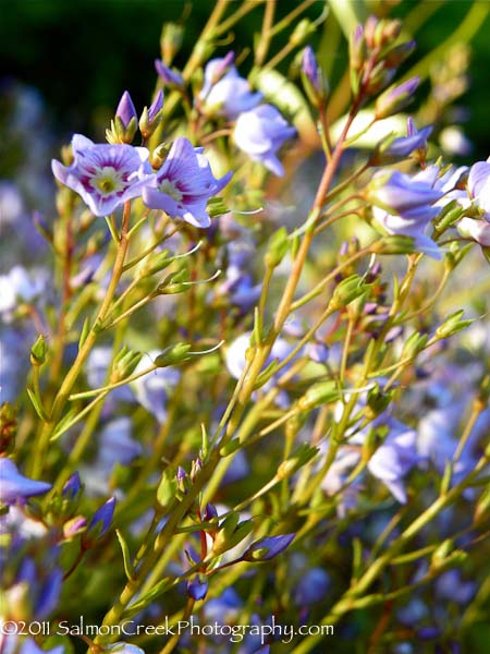 Parahebe catarractae (lavender form)