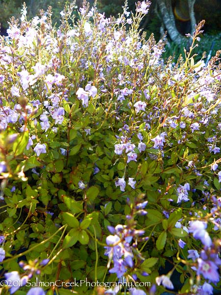 Parahebe catarractae (lavender form)