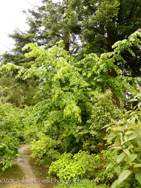 Parrotia persica