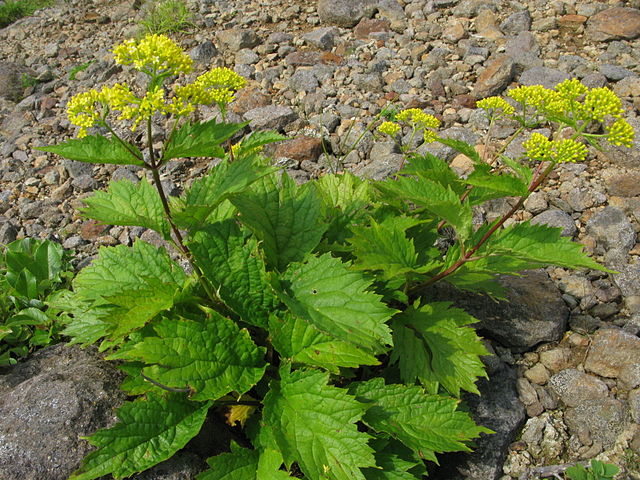 Patrinia gibbosa